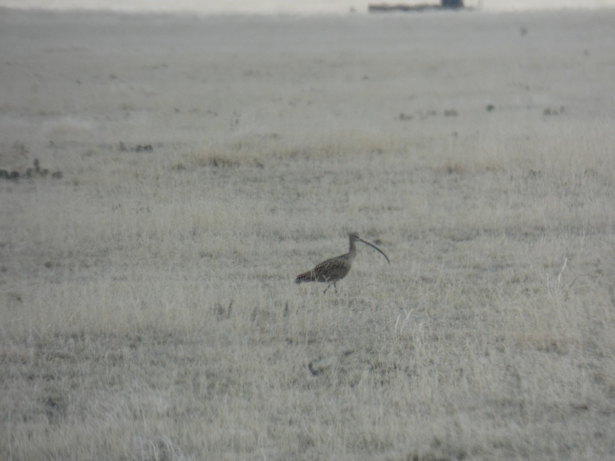 Long-billed Curlew - ML324558791