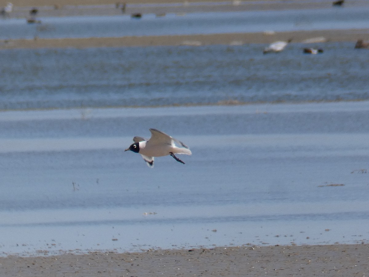 Franklin's Gull - ML324561421