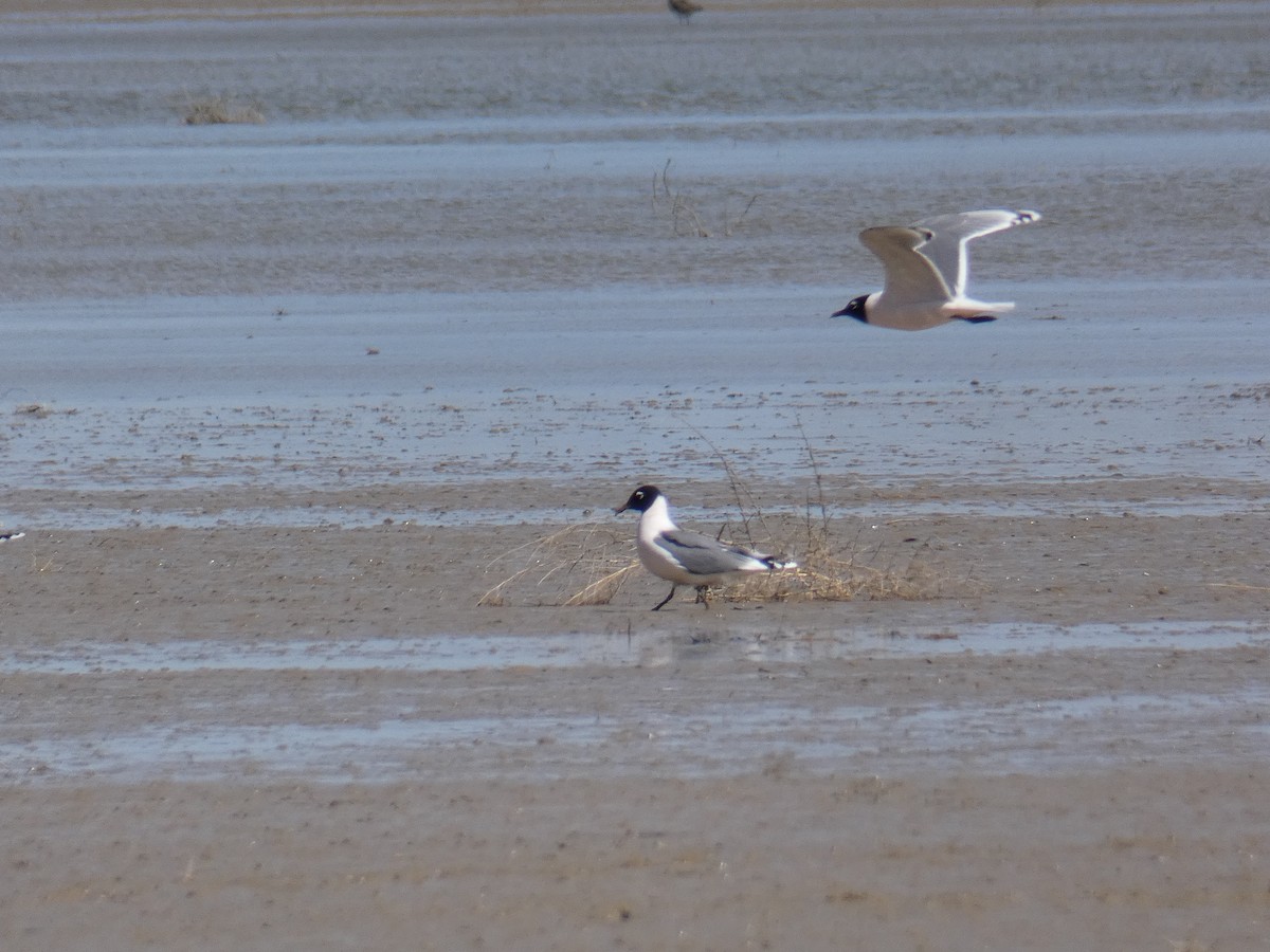 Franklin's Gull - ML324561441