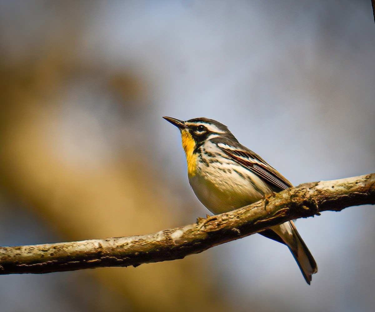 Yellow-throated Warbler - Matt Mason