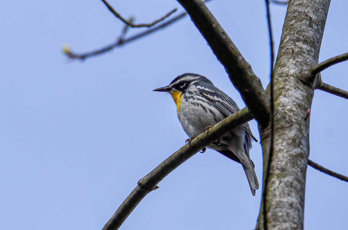 Yellow-throated Warbler - ML324561731