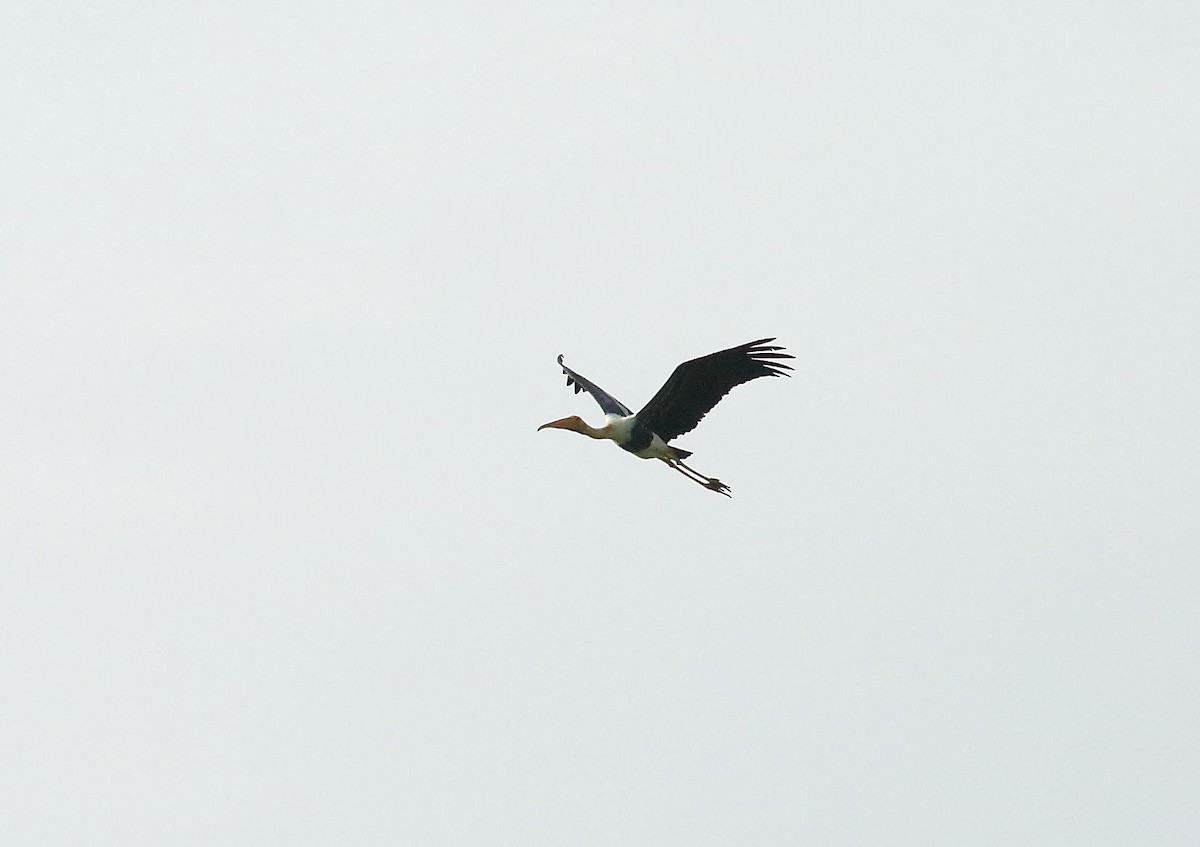 Painted Stork - ML32456201