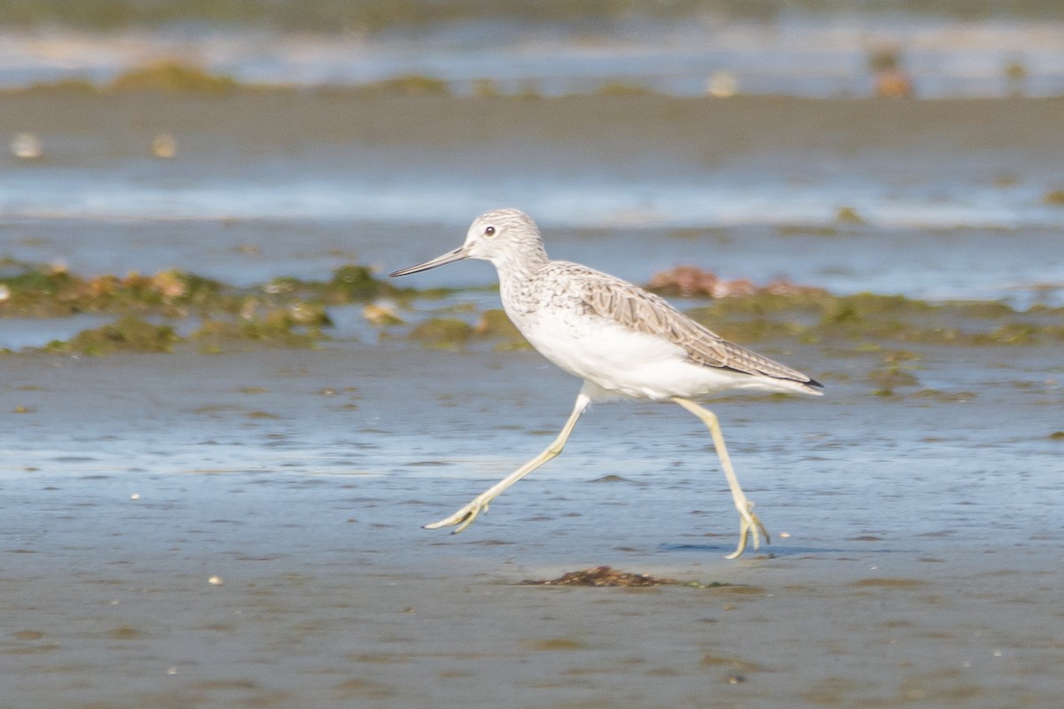 Common Greenshank - ML324563661