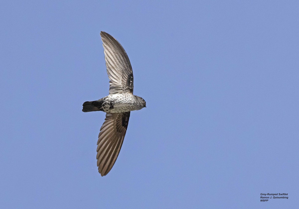 Gray-rumped Swiftlet - Ramon Quisumbing