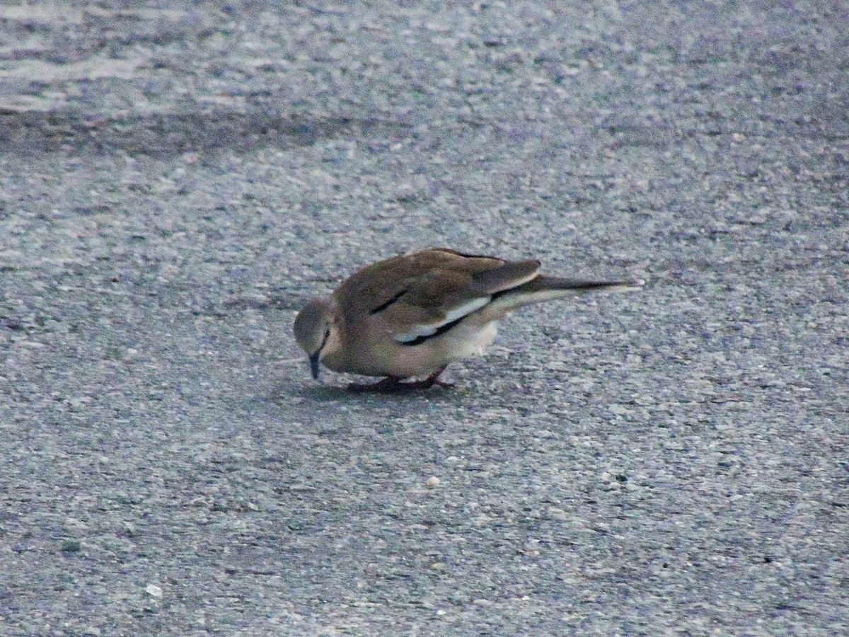 Picui Ground Dove - ML324566931