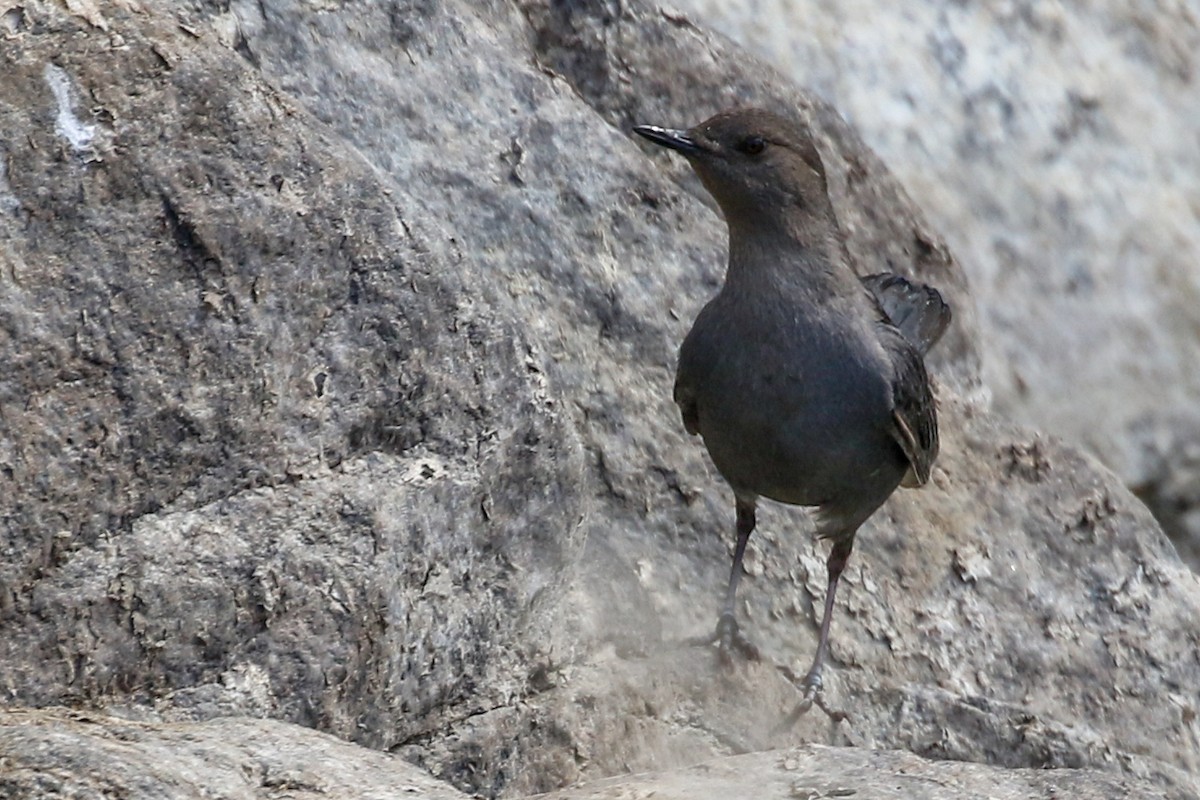 American Dipper - ML324567011