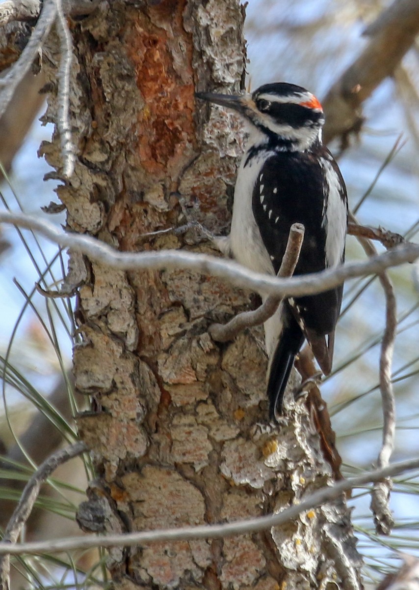 Hairy Woodpecker - ML324567111