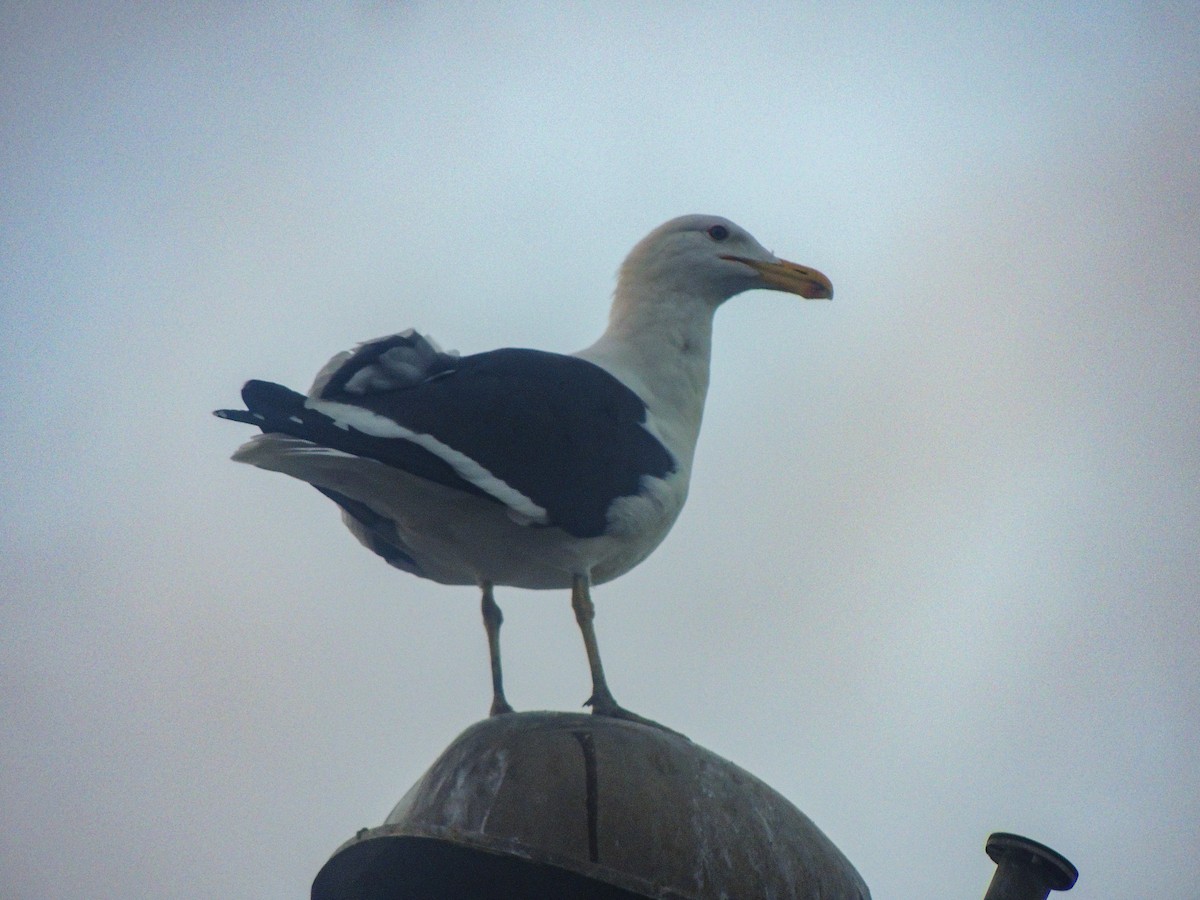 Kelp Gull - ML324567131