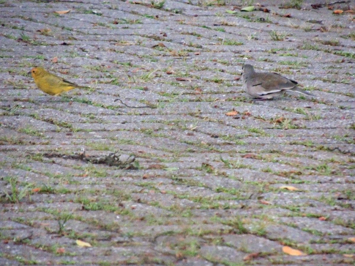 Saffron Finch - ML324567531