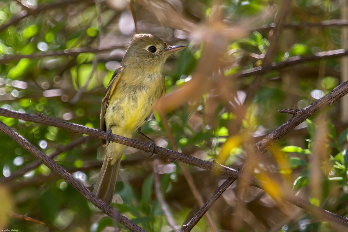 Western Flycatcher (Pacific-slope) - ML324567901