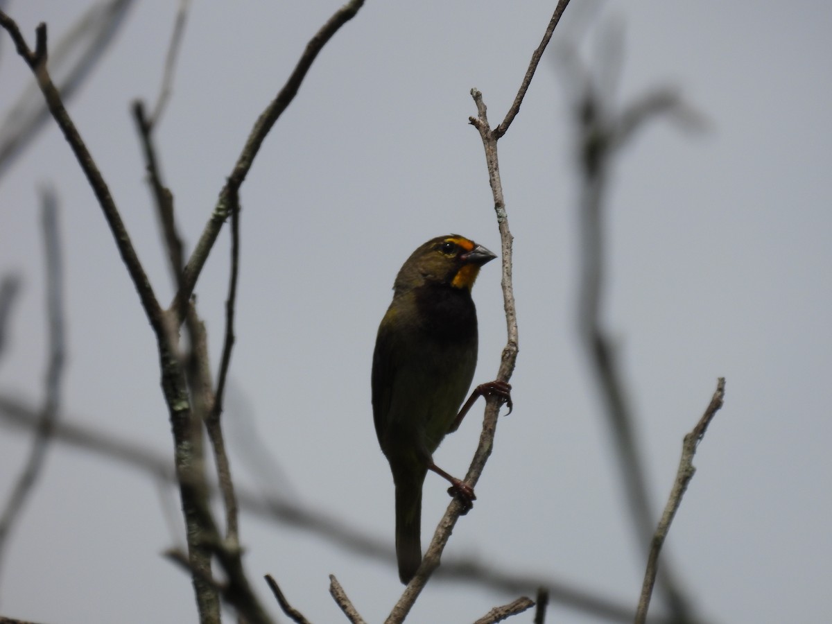 Yellow-faced Grassquit - ML324568361