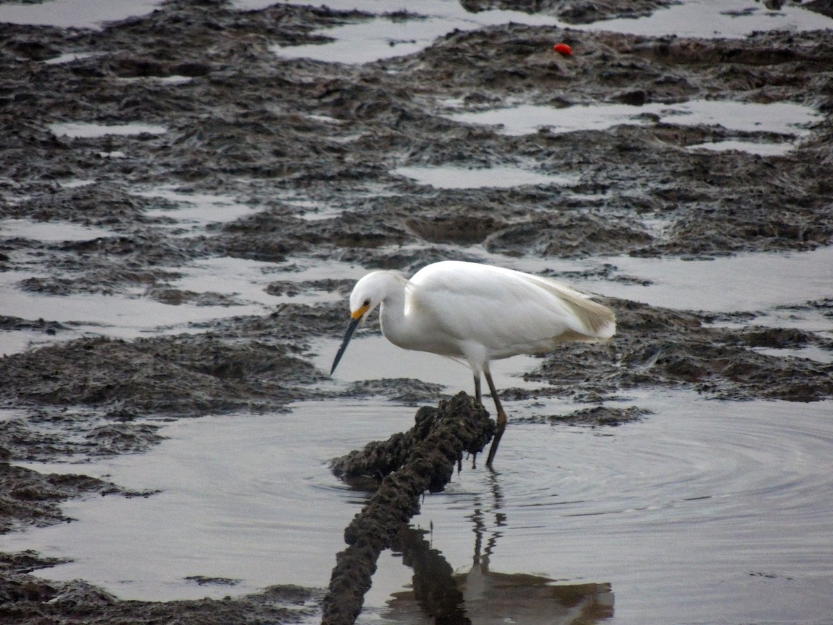 Snowy Egret - ML324568411