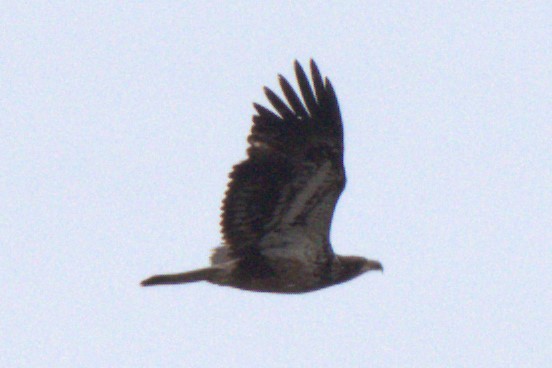 Bald Eagle - ML324569371