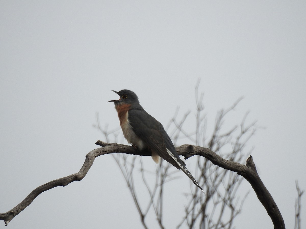 Fan-tailed Cuckoo - ML32456991