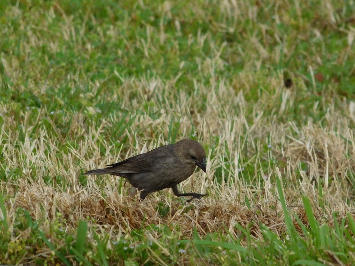 Brown-headed Cowbird - ML324571431