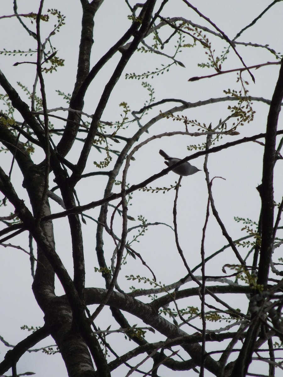 Blue-gray Gnatcatcher - ML324571441