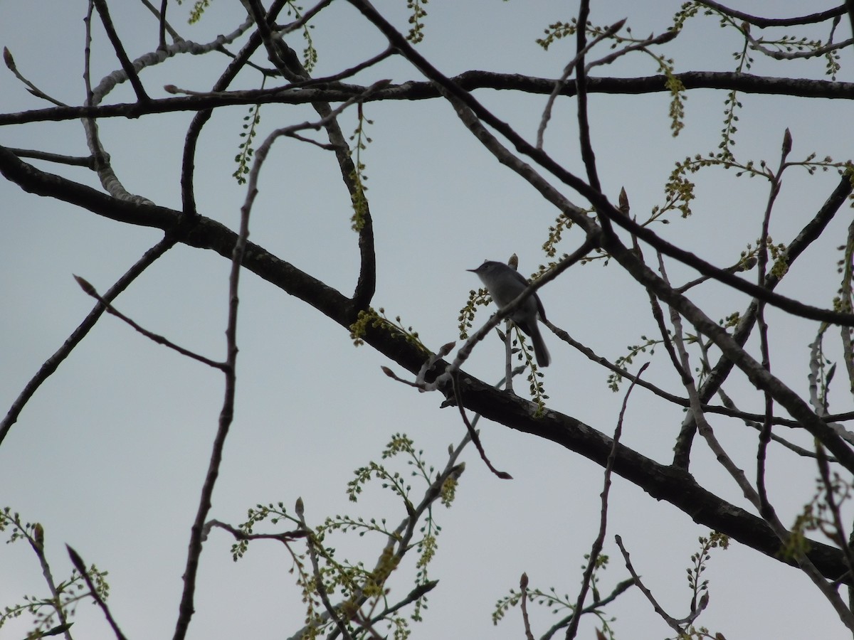 Blue-gray Gnatcatcher - ML324571451