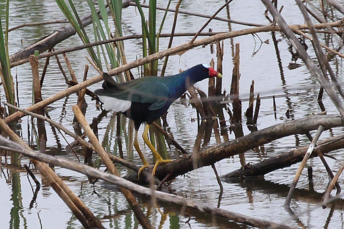 Purple Gallinule - Robert Sattelmeyer