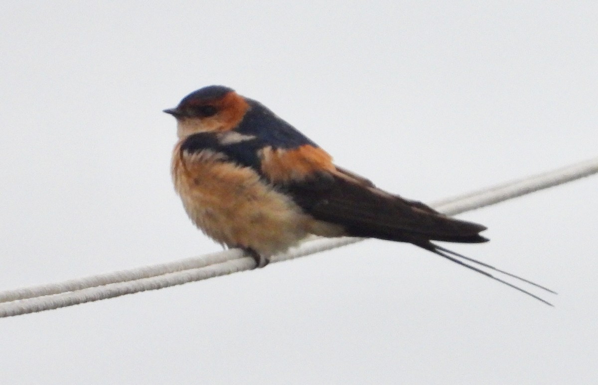 Golondrina Dáurica - ML324580121