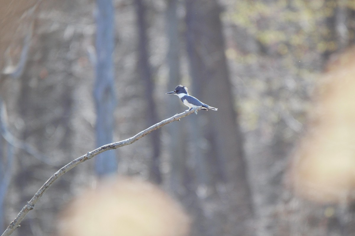 Belted Kingfisher - ML324581901