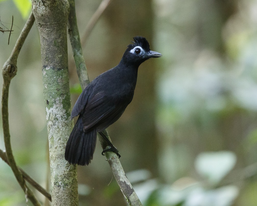 Sooty Antbird - Silvia Faustino Linhares