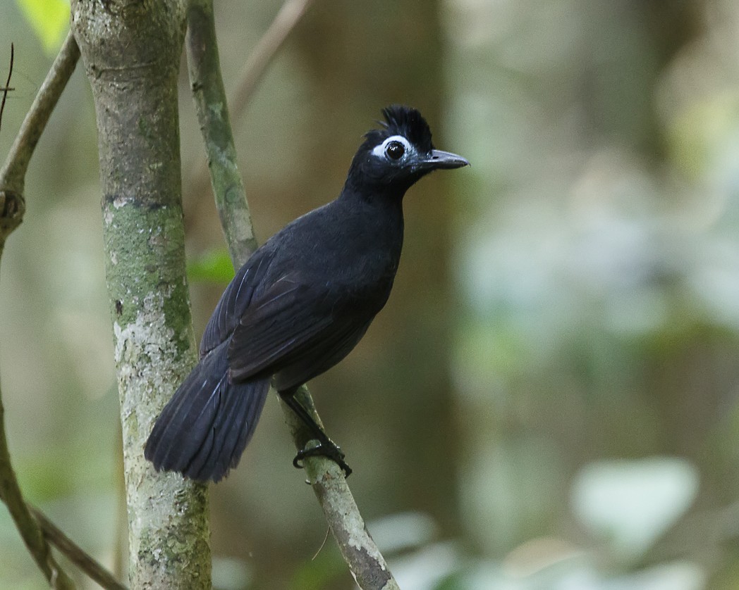 Sooty Antbird - Silvia Faustino Linhares