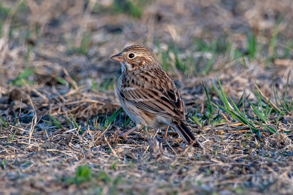 Vesper Sparrow - Donald Dixon