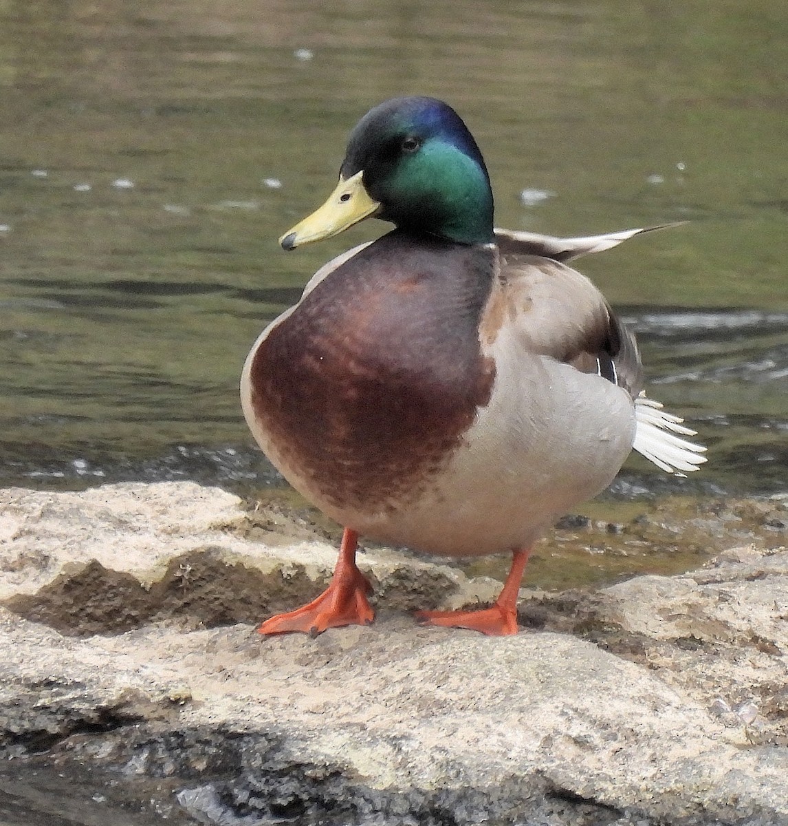 Germano reale - ML324586601