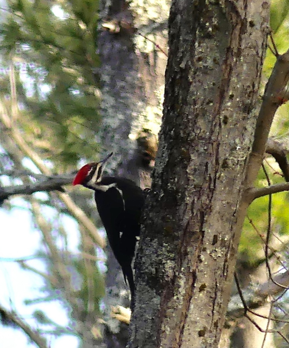 Pileated Woodpecker - ML324589261