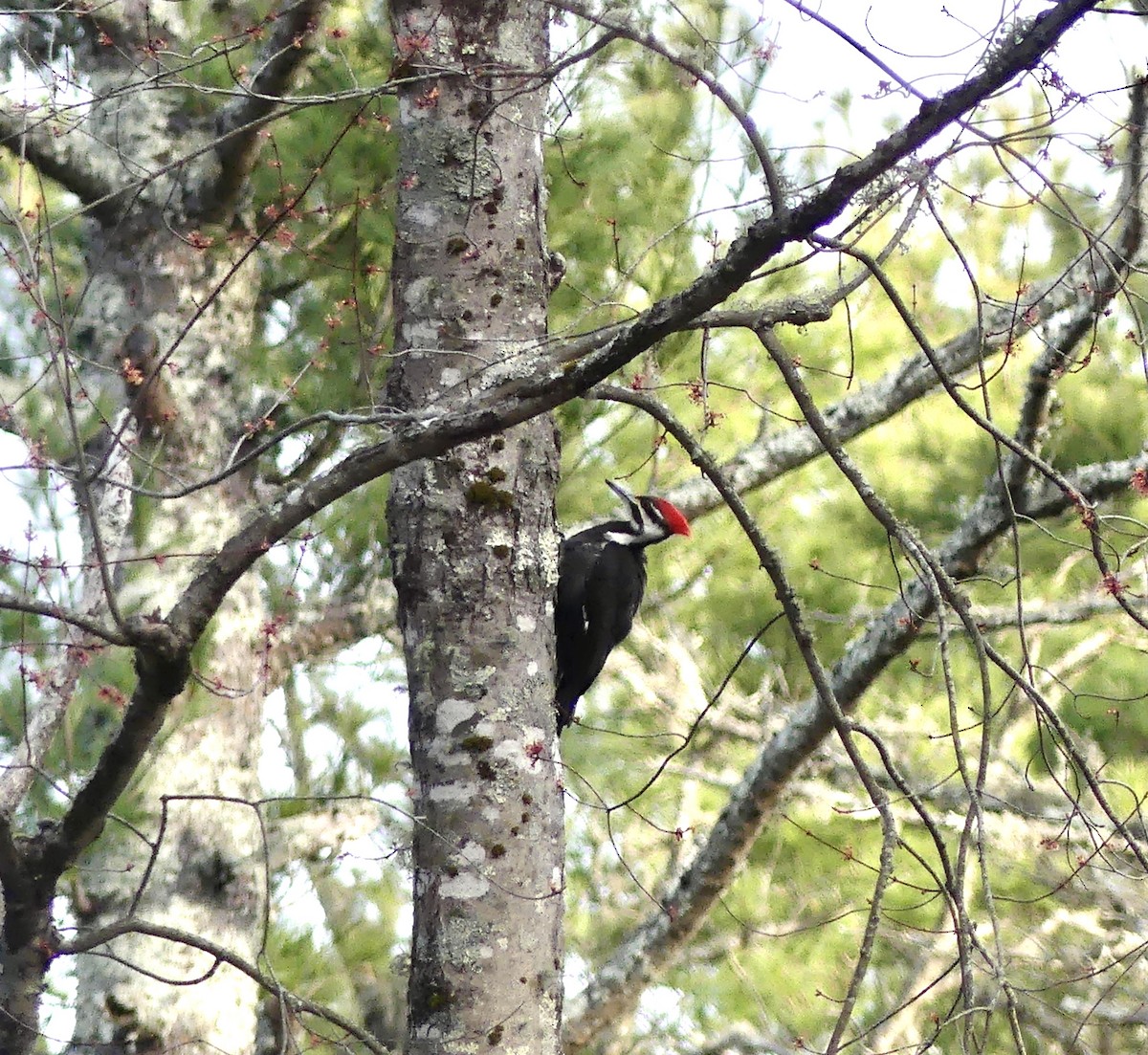 Pileated Woodpecker - ML324589281