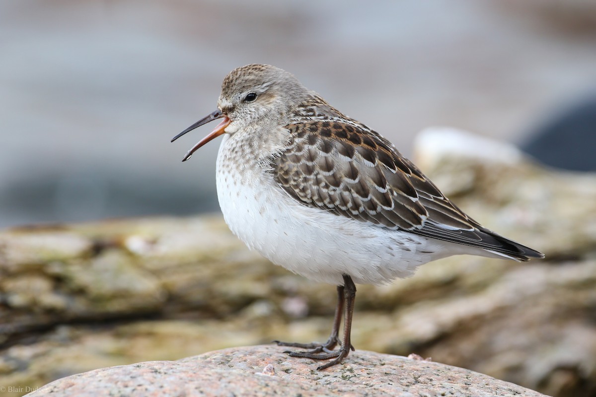 Weißbürzel-Strandläufer - ML324594181