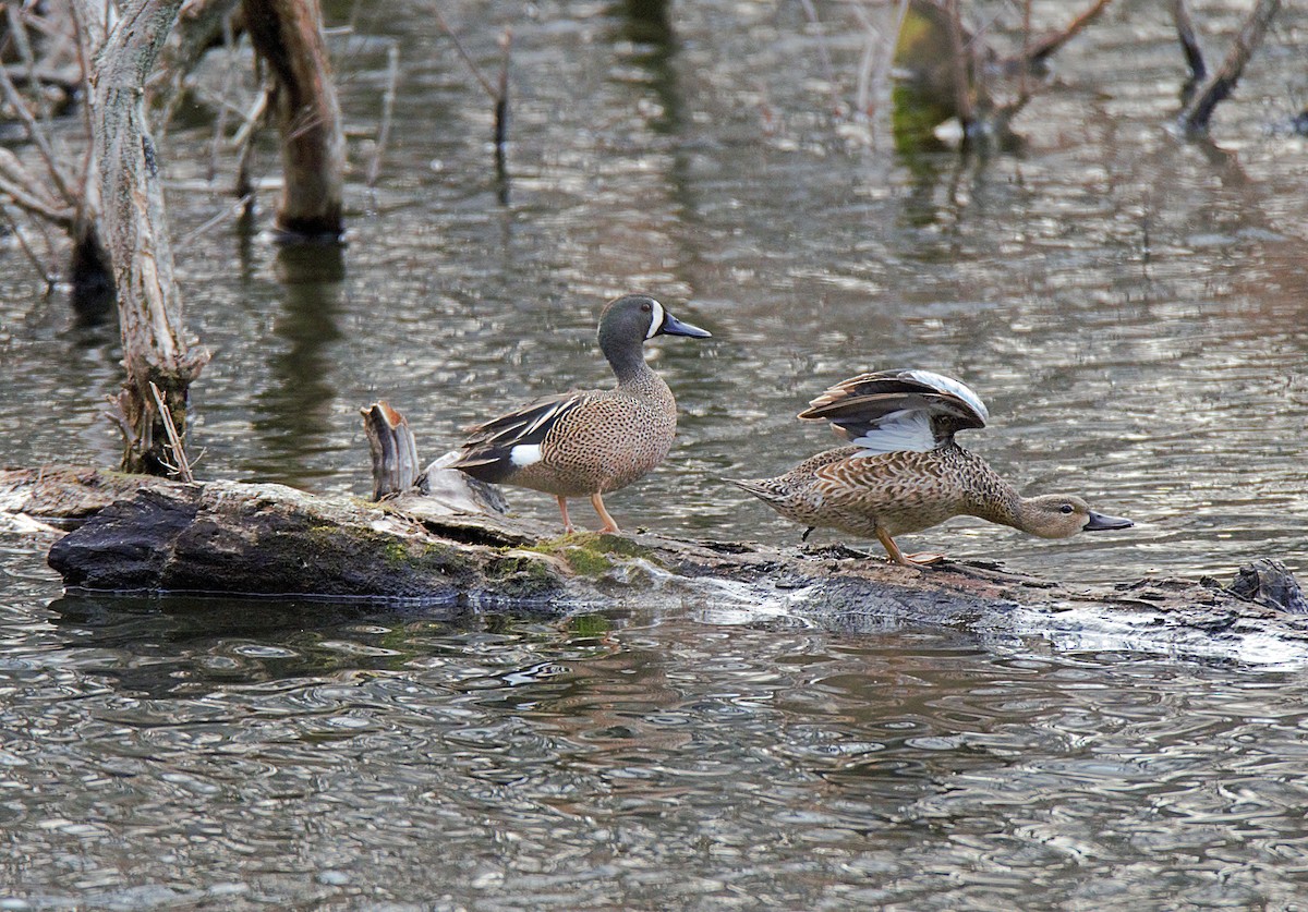 Blue-winged Teal - ML324595141