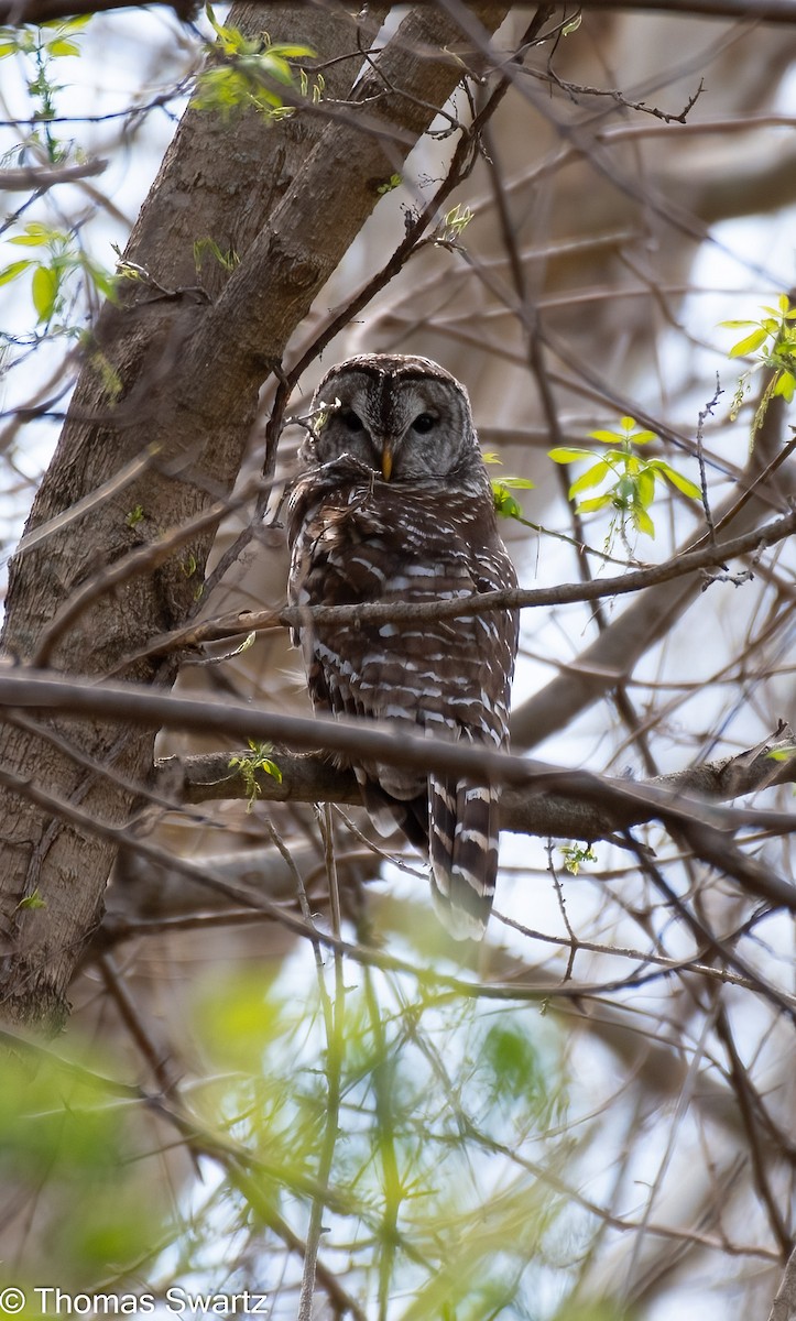 Barred Owl - ML324595751