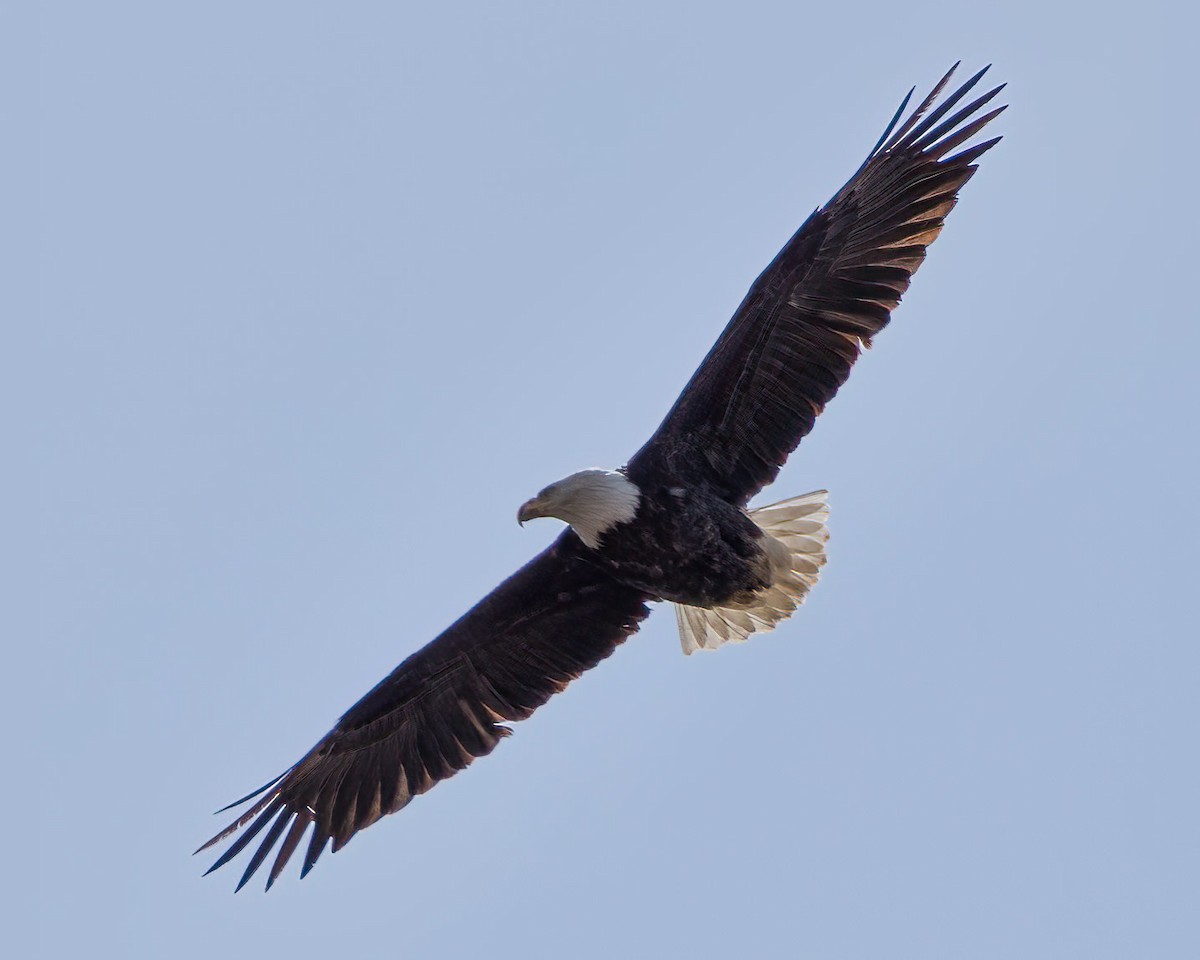 Bald Eagle - ML324595791