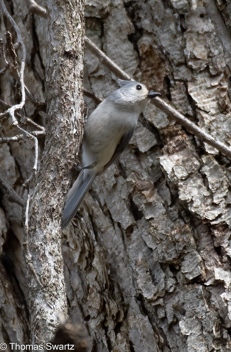 Tufted Titmouse - ML324595831