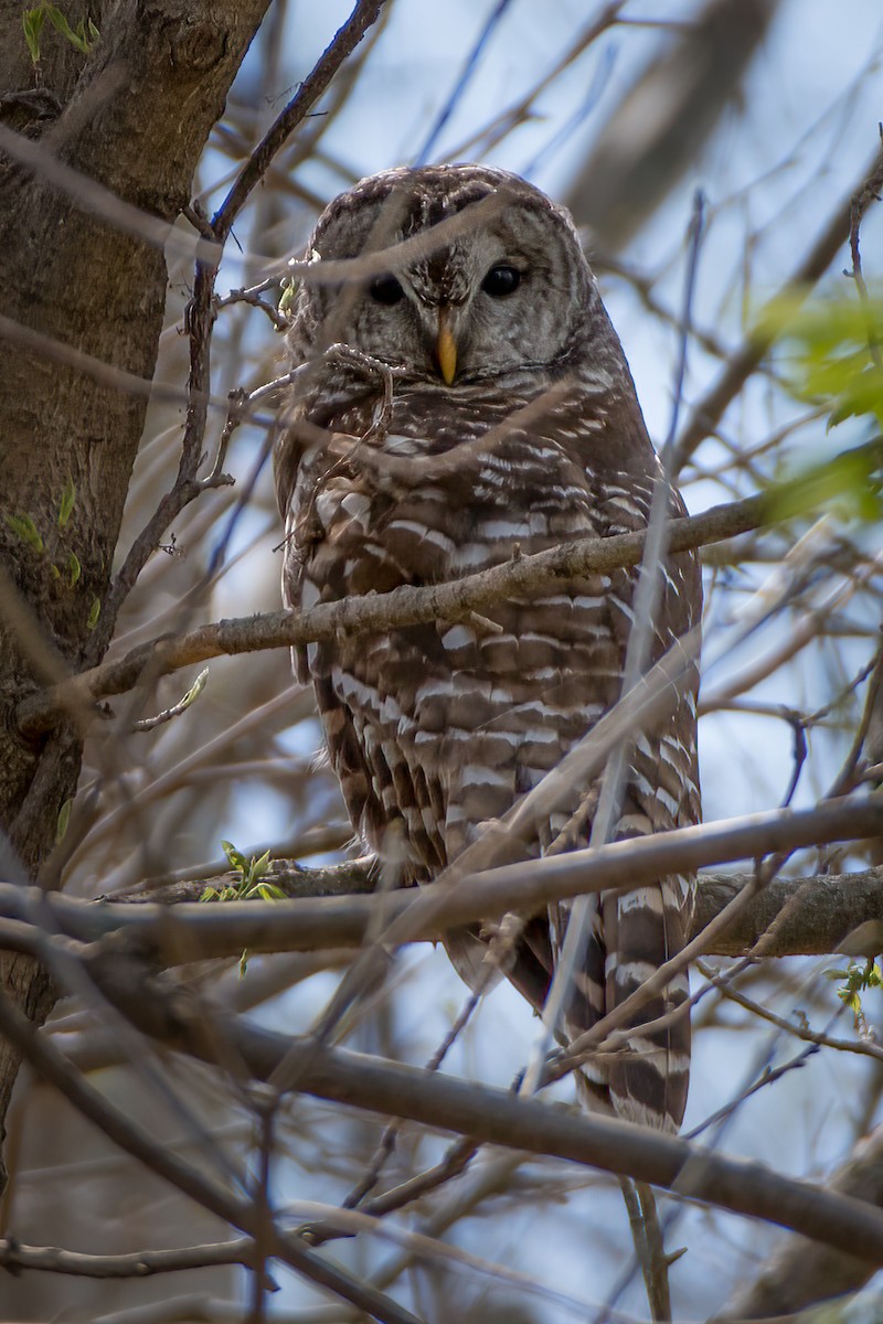 Barred Owl - ML324595851