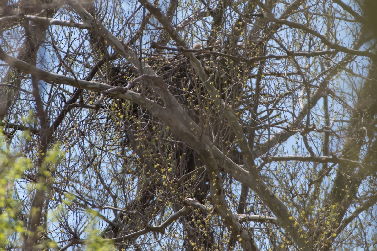 Bald Eagle - ML324595861