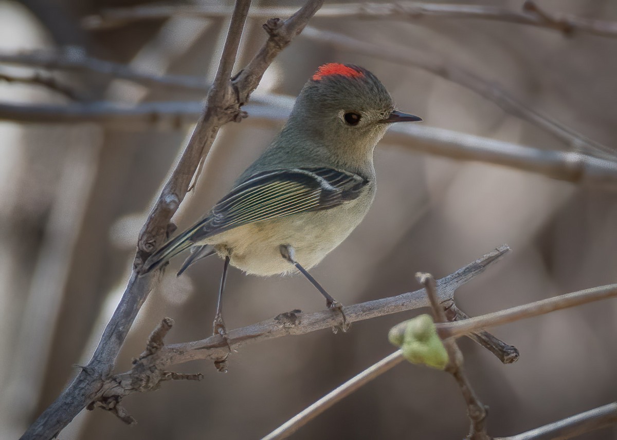 Ruby-crowned Kinglet - ML324595951