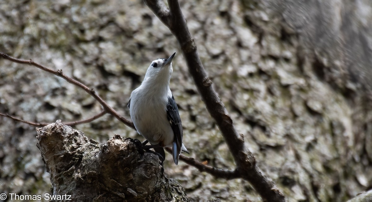 White-breasted Nuthatch - ML324595981