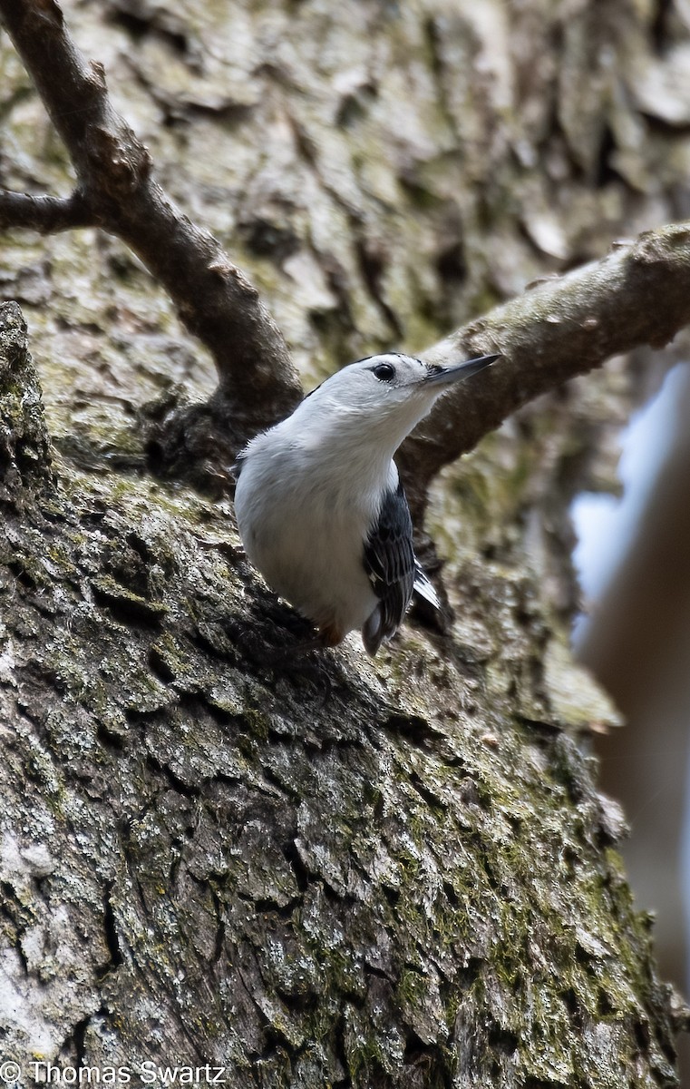 White-breasted Nuthatch - Thomas Swartz