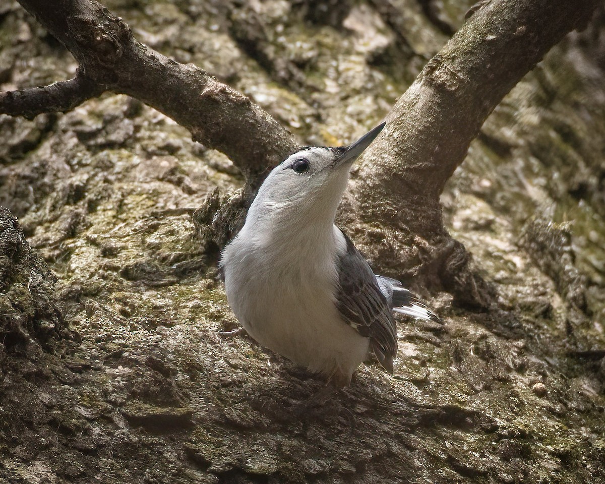 White-breasted Nuthatch - ML324596001