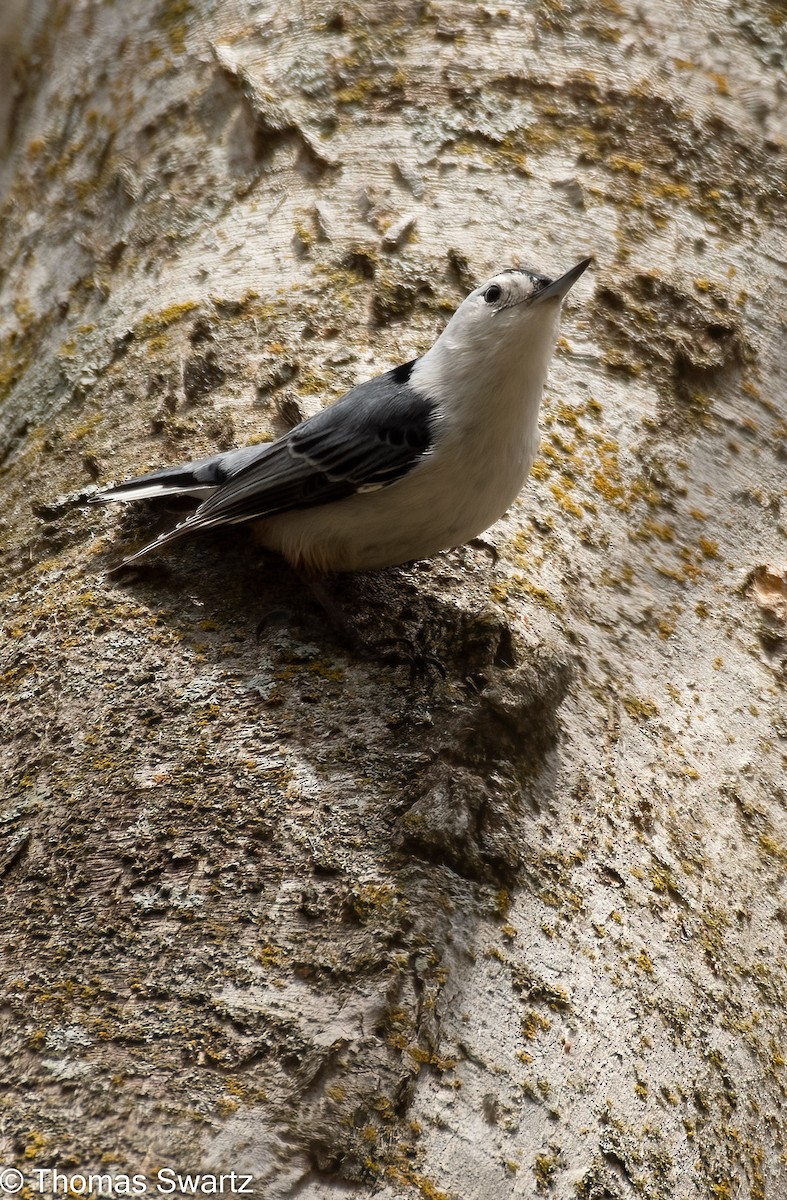 White-breasted Nuthatch - ML324596011