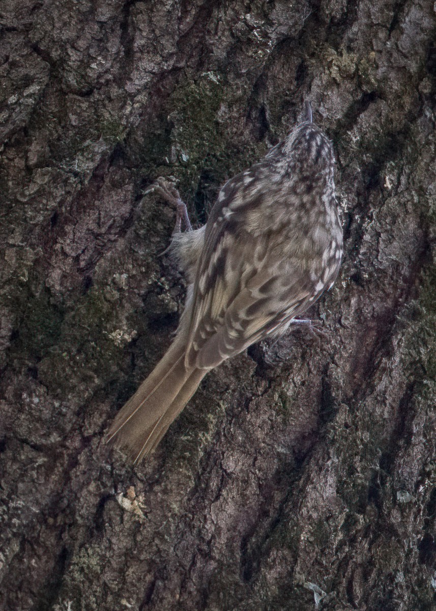 Brown Creeper - ML324596031