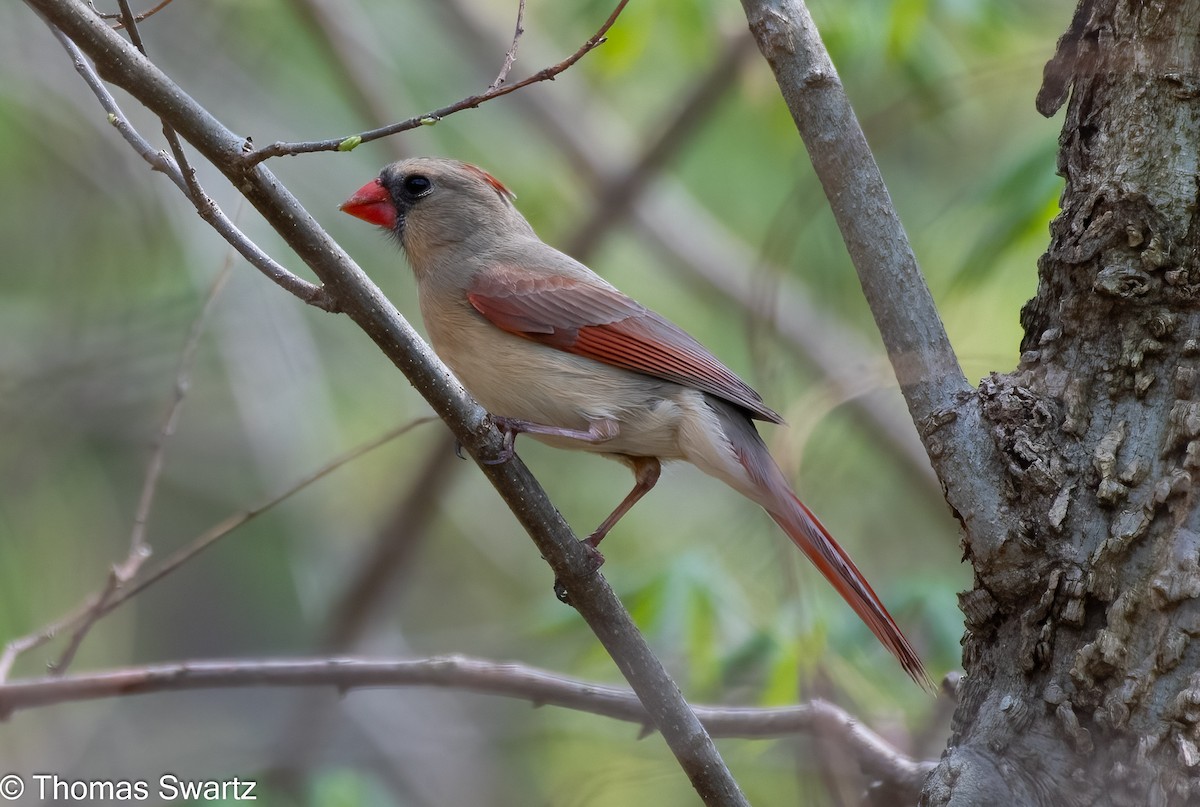 Cardinal rouge - ML324596111