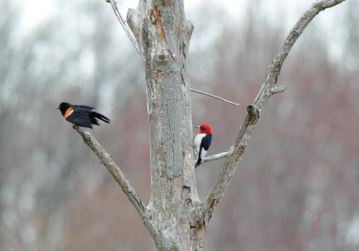 Red-headed Woodpecker - ML324596141