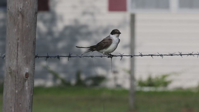 Fork-tailed Flycatcher (savana) - ML324596631