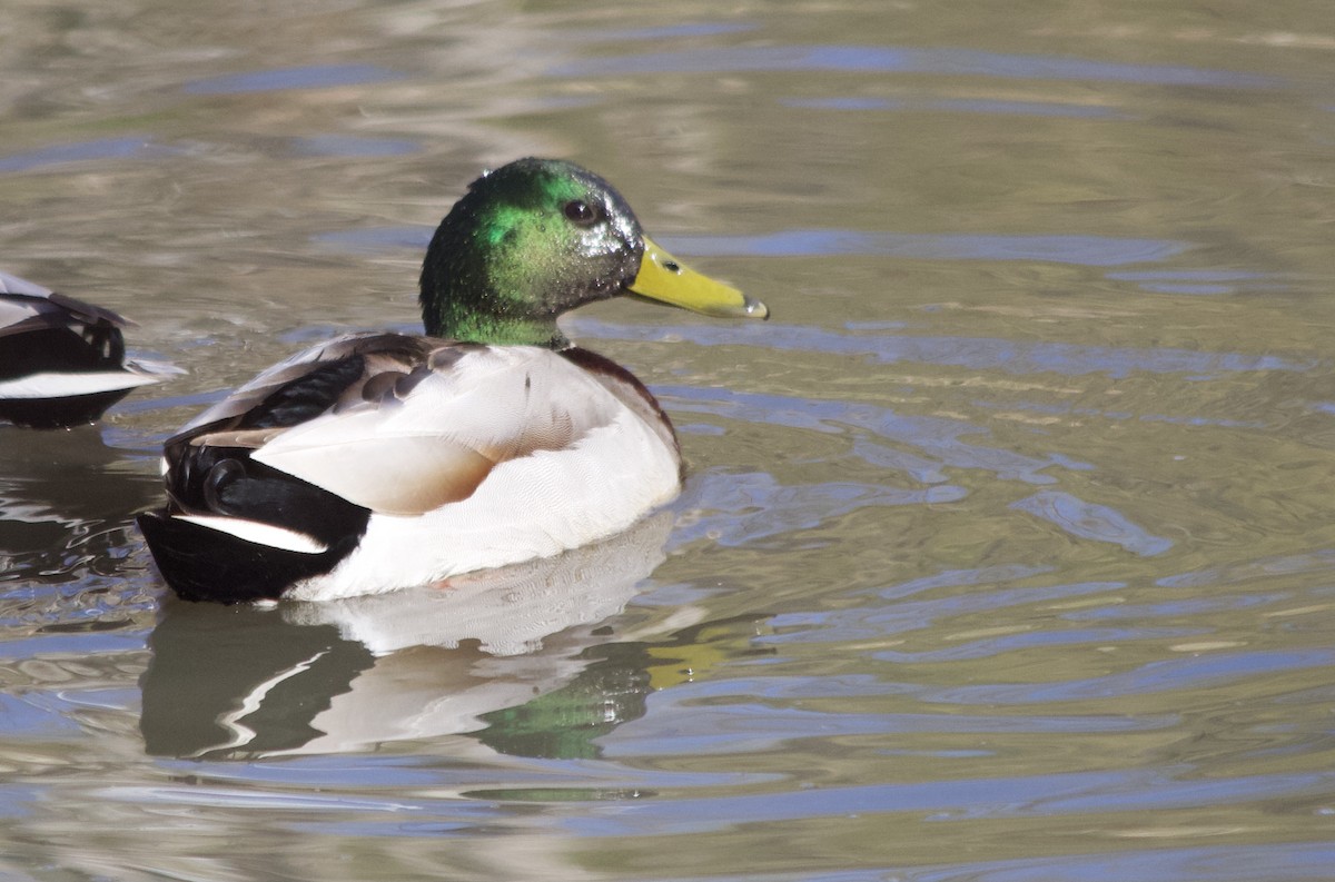 Canard colvert - ML324599051