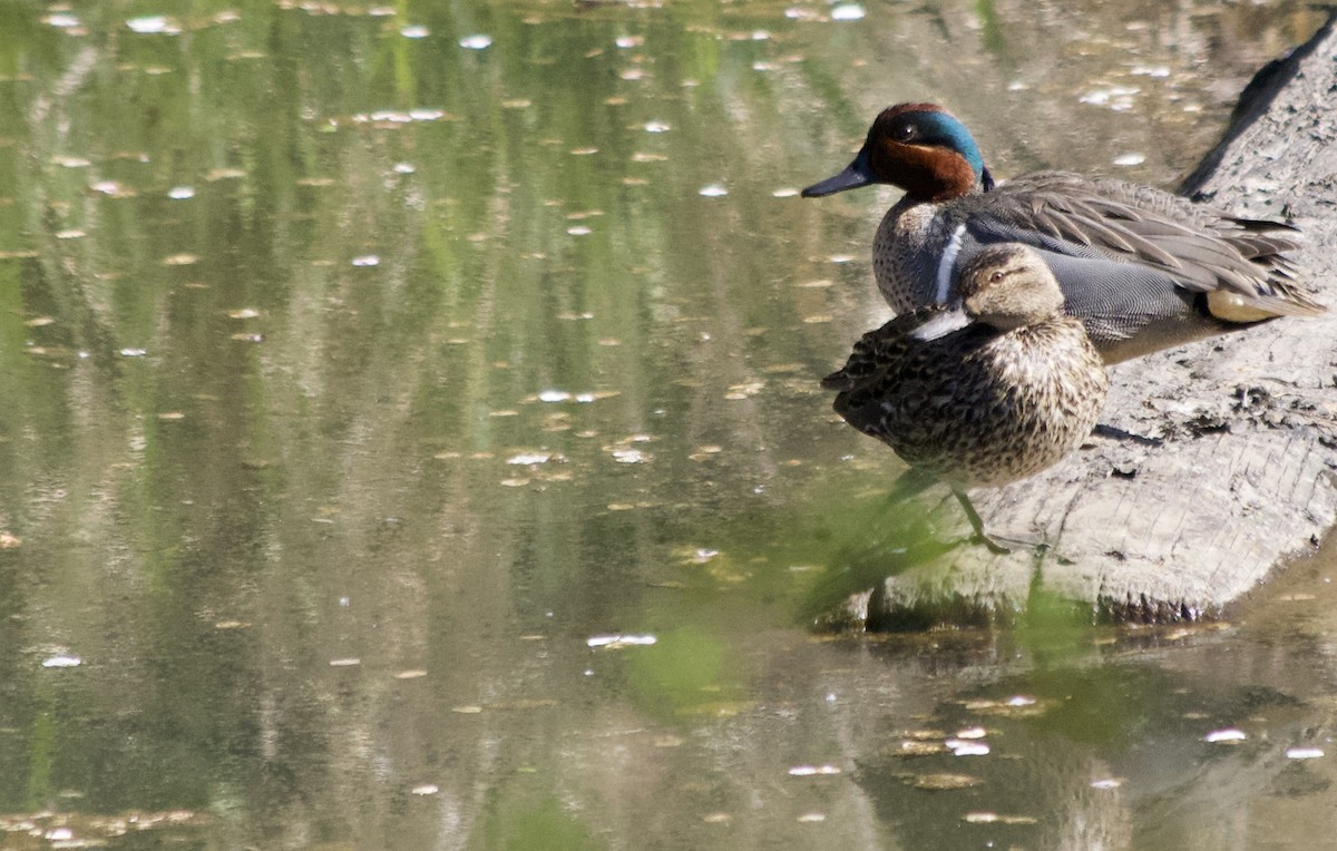 Green-winged Teal - ML324599311