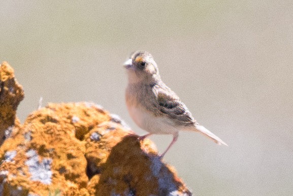 Grasshopper Sparrow - ML324599431