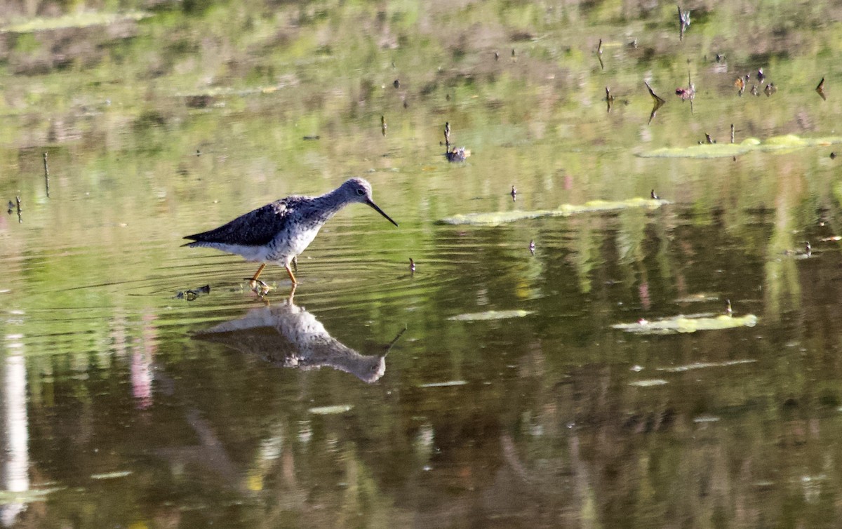 Greater Yellowlegs - ML324599541